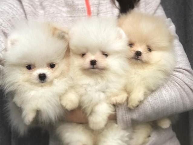 Accueil - Elevage De La Beauté Française - éleveur de chiens Spitz allemand  Nain - Petit Poméranien